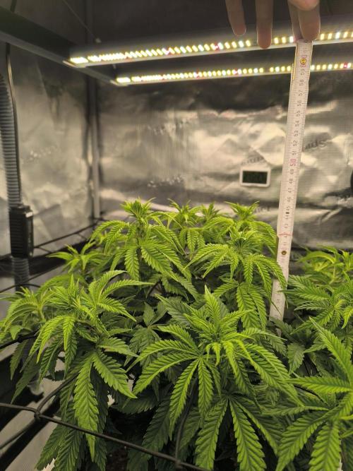 SPECIAL QUEEN 1. Week 10