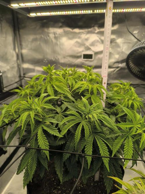 SPECIAL QUEEN 1. Week 10