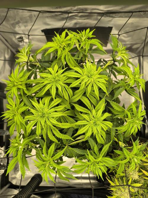 SPECIAL QUEEN 1. Week 10