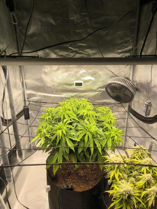 SPECIAL QUEEN 1. Week 10