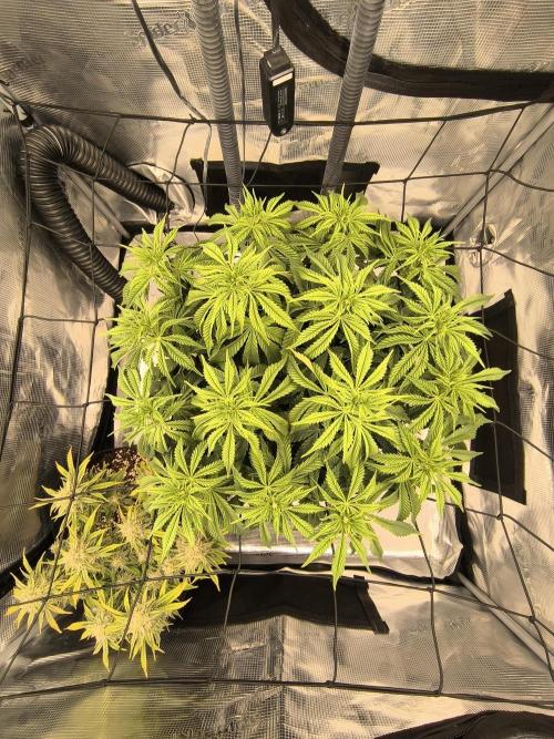 SPECIAL QUEEN 1. Week 10