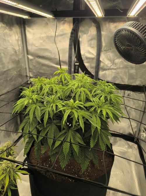 SPECIAL QUEEN 1. Week 10