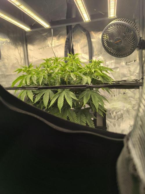 SPECIAL QUEEN 1. Week 10