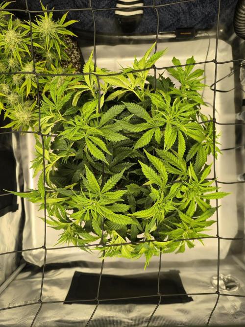 SPECIAL QUEEN 1. Week 10