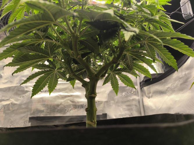 SPECIAL QUEEN 1. Week 10
