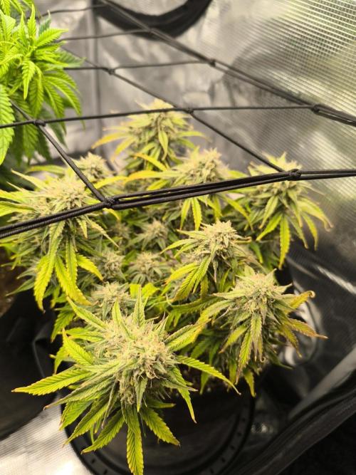 ALL GAS OG AUTO II.. Week 10