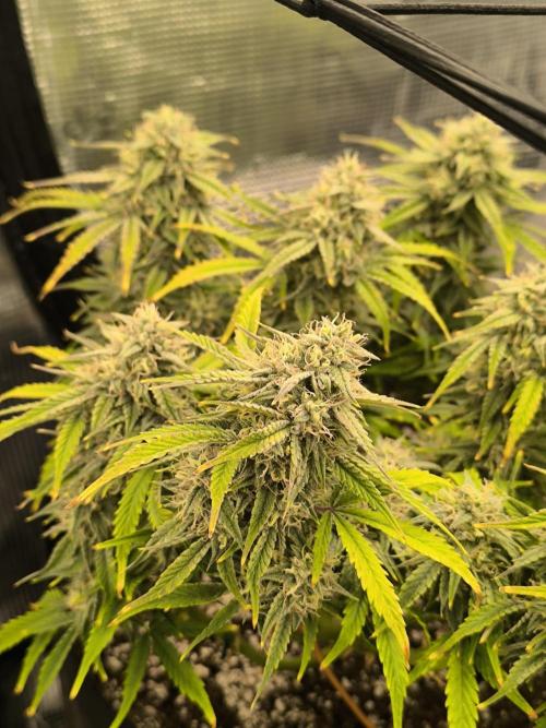 ALL GAS OG AUTO II.. Week 10
