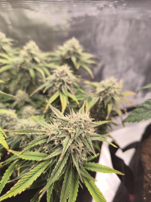 ALL GAS OG AUTO II.. Week 10