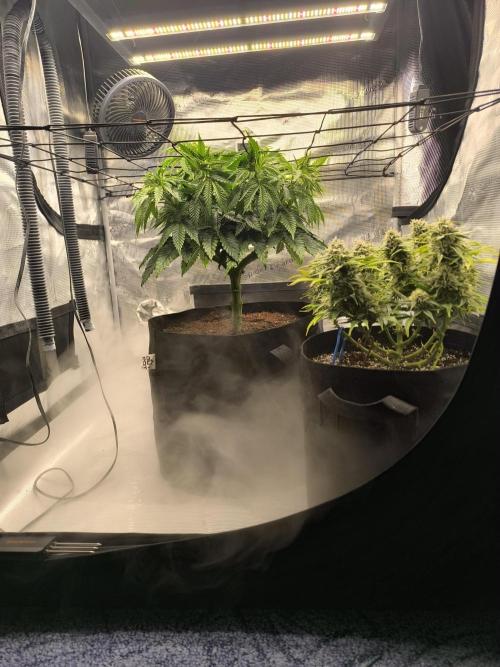 ALL GAS OG AUTO II.. Week 10