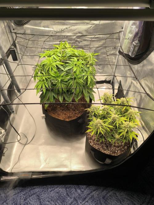 ALL GAS OG AUTO II.. Week 10