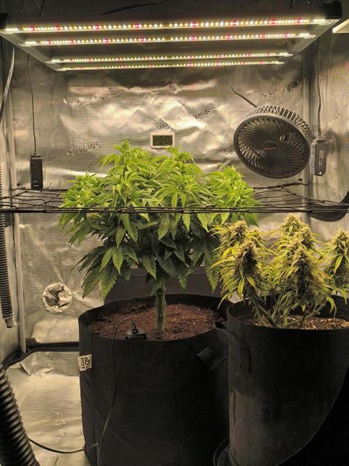 SPECIAL QUEEN 1. Week 11