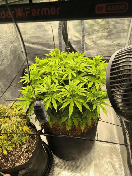 SPECIAL QUEEN 1. Week 11