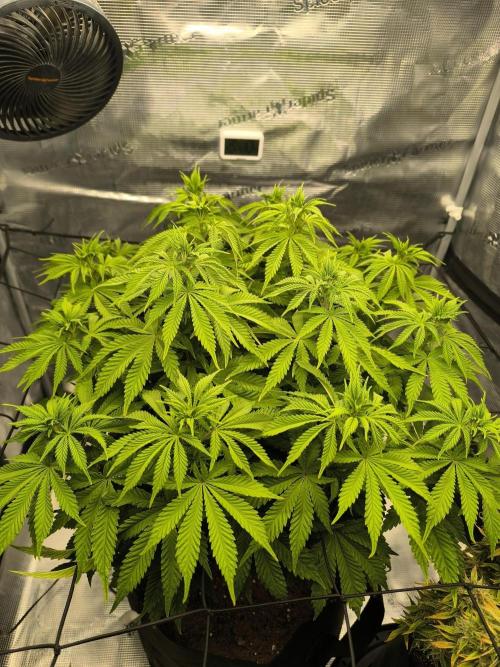SPECIAL QUEEN 1. Week 11