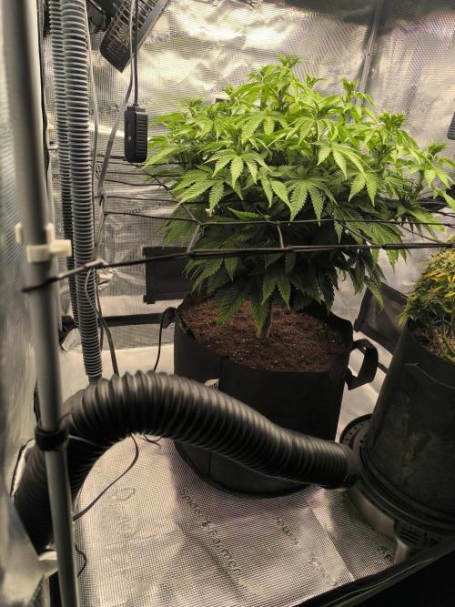 SPECIAL QUEEN 1. Week 11