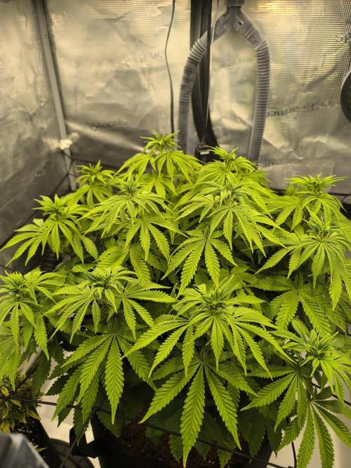 SPECIAL QUEEN 1. Week 11