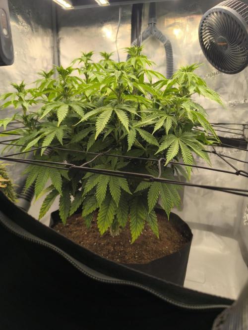 SPECIAL QUEEN 1. Week 11