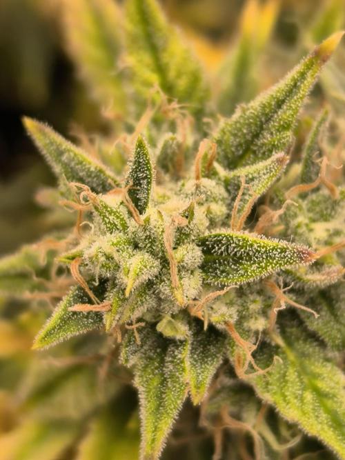 ALL GAS OG AUTO II.. Week 11