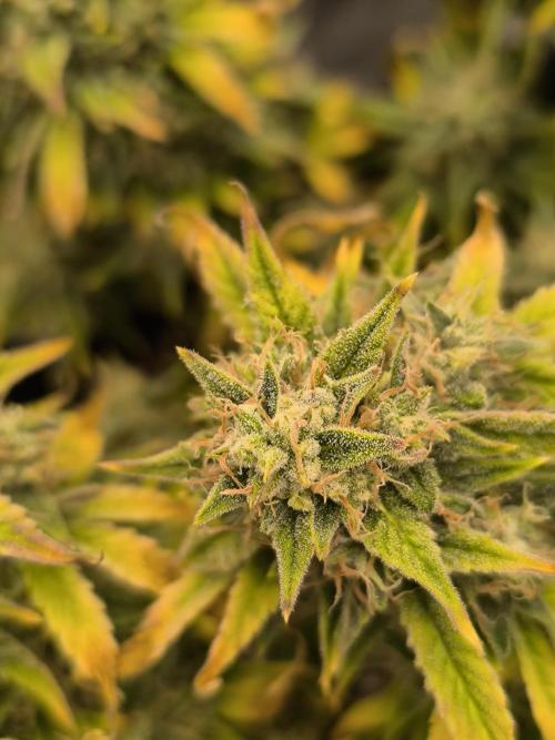 ALL GAS OG AUTO II.. Week 11
