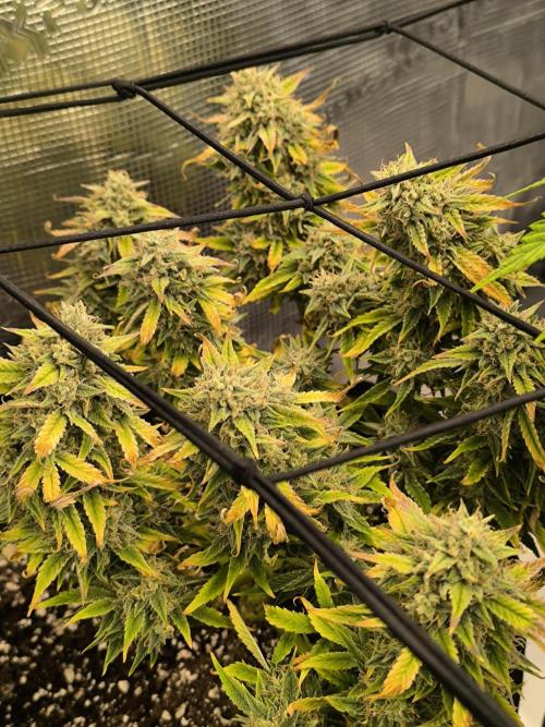 ALL GAS OG AUTO II.. Week 11