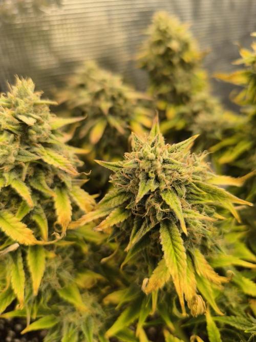 ALL GAS OG AUTO II.. Week 11