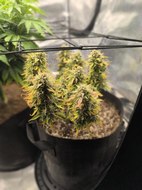 ALL GAS OG AUTO II.. Week 11