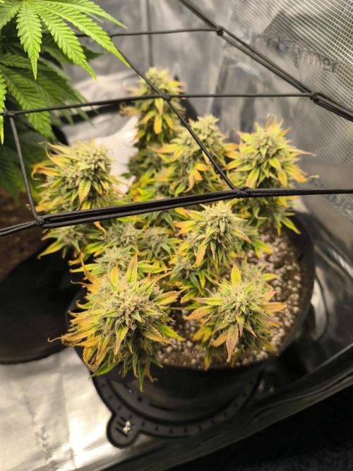 ALL GAS OG AUTO II.. Week 11