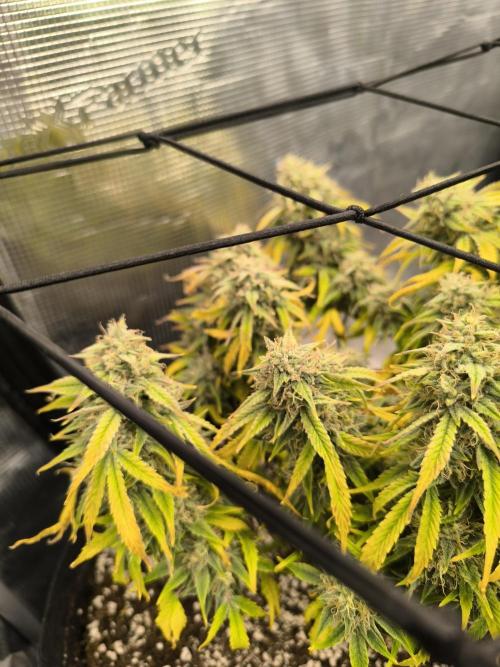 ALL GAS OG AUTO II.. Week 11