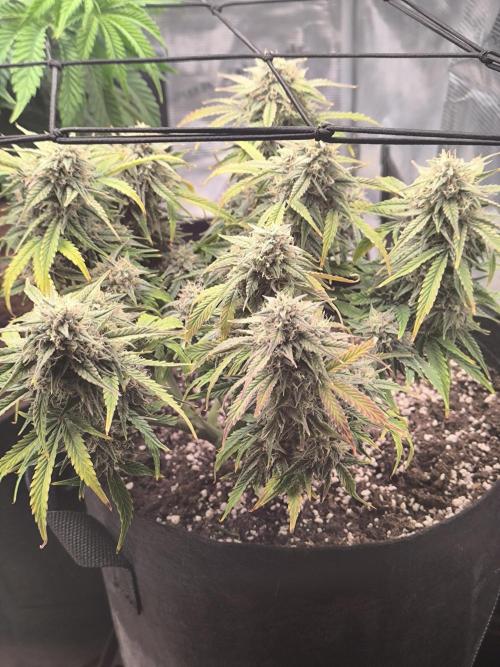 ALL GAS OG AUTO II.. Week 11