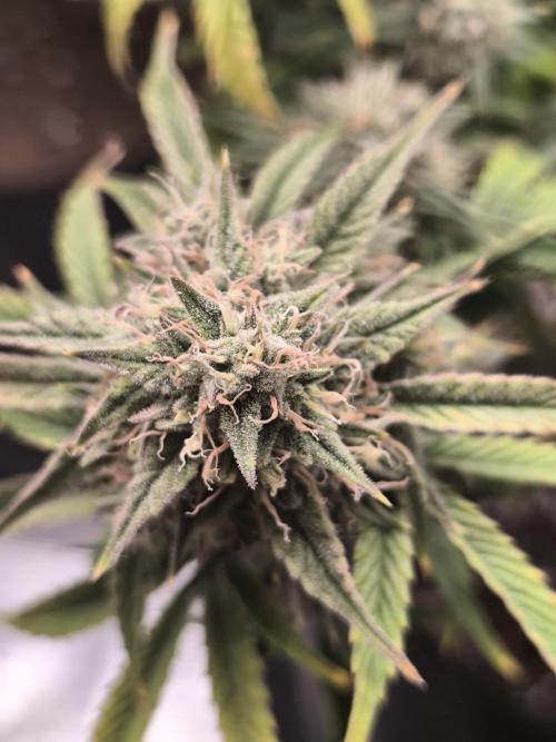 ALL GAS OG AUTO II.. Week 11