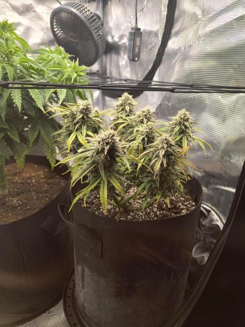ALL GAS OG AUTO II.. Week 11