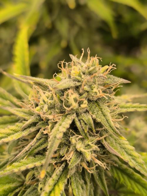 ALL GAS OG AUTO II.. Week 11