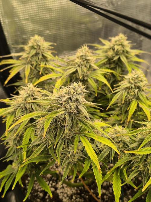 ALL GAS OG AUTO II.. Week 11