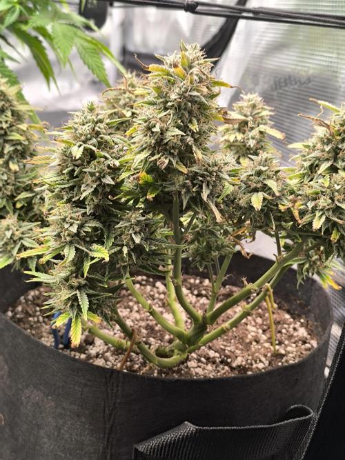 ALL GAS OG AUTO II.. Week 12