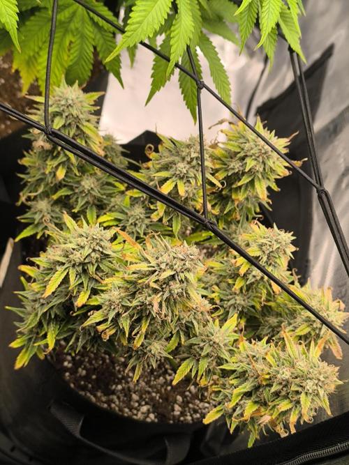 ALL GAS OG AUTO II.. Week 12
