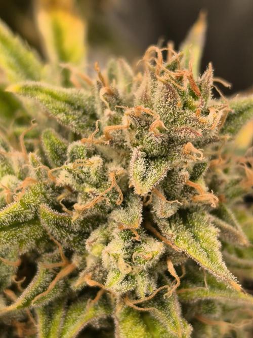 ALL GAS OG AUTO II.. Week 12