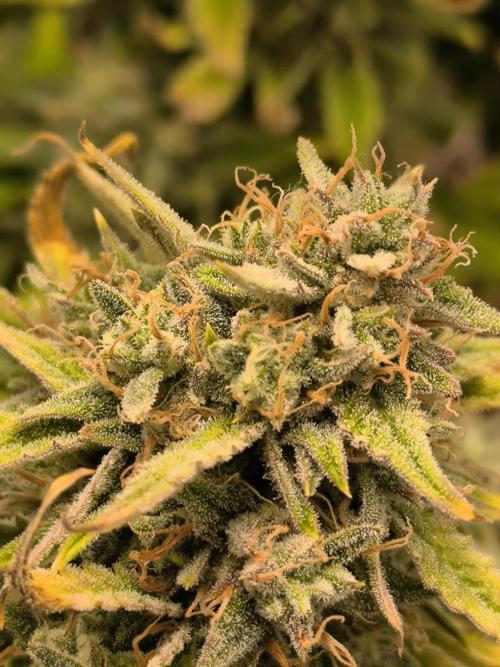 ALL GAS OG AUTO II.. Week 12