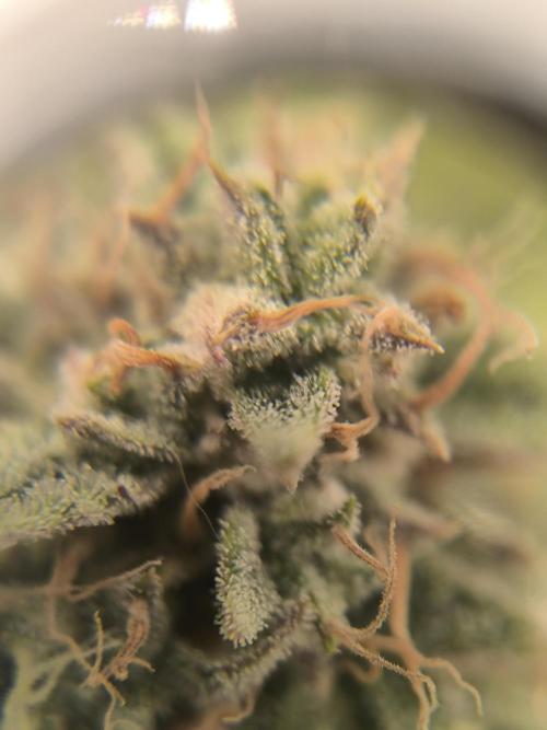 ALL GAS OG AUTO II.. Week 12
