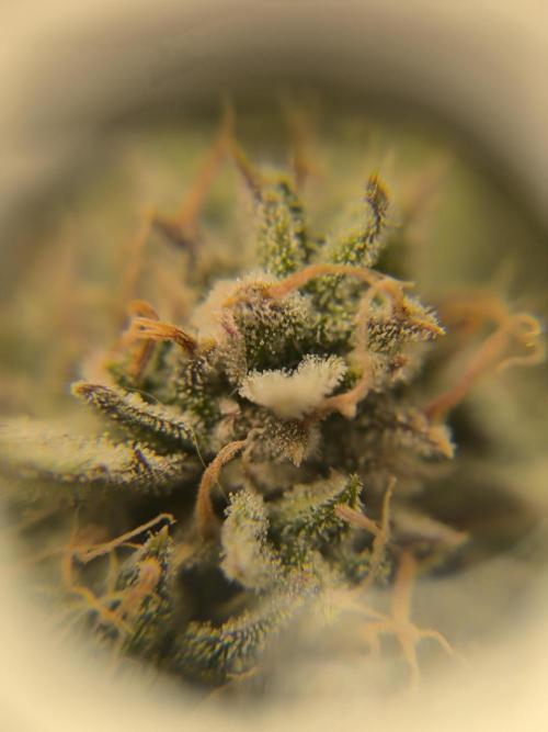ALL GAS OG AUTO II.. Week 12