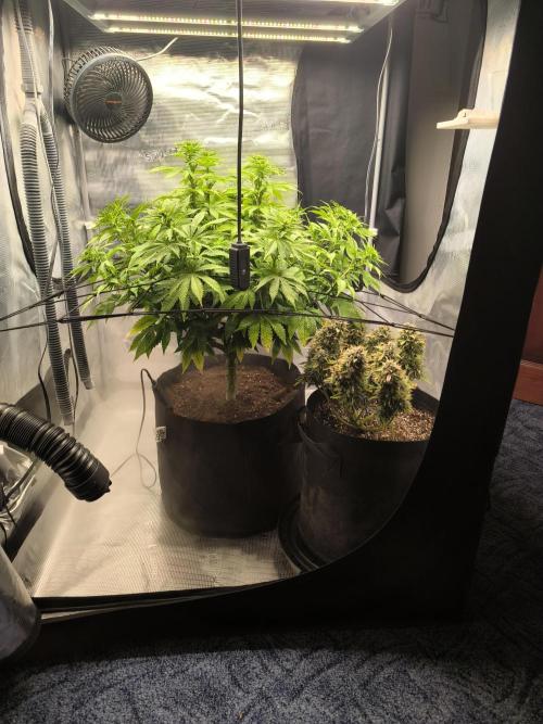 ALL GAS OG AUTO II.. Week 12