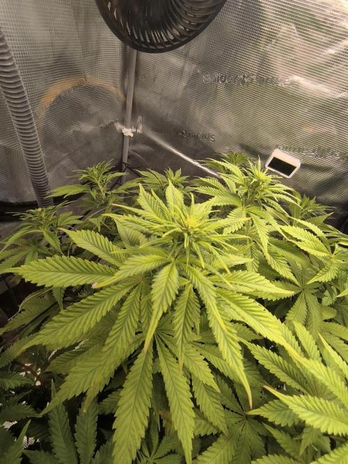 SPECIAL QUEEN 1. Week 12