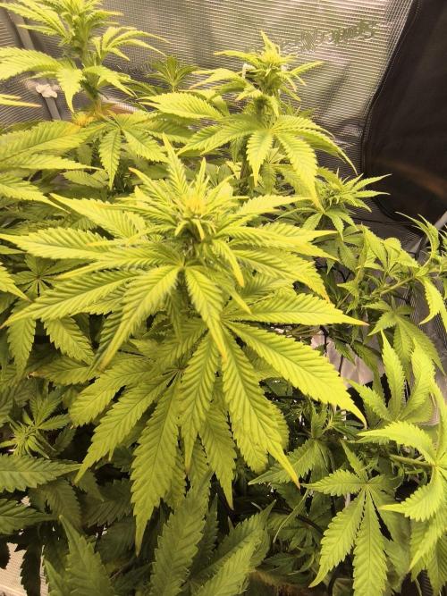SPECIAL QUEEN 1. Week 12