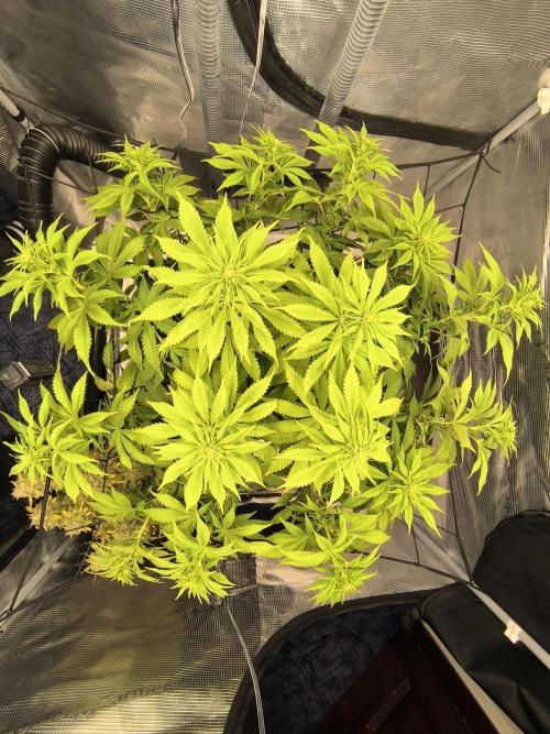 SPECIAL QUEEN 1. Week 12