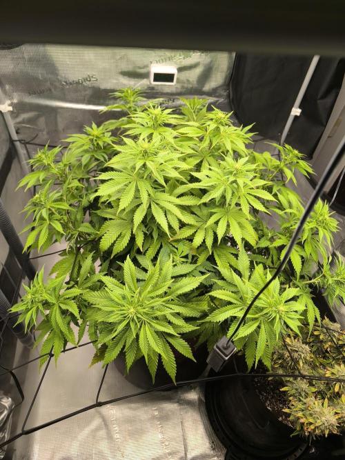 SPECIAL QUEEN 1. Week 12