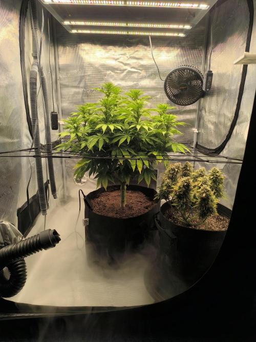 SPECIAL QUEEN 1. Week 12