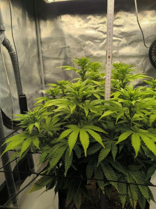 SPECIAL QUEEN 1. Week 12