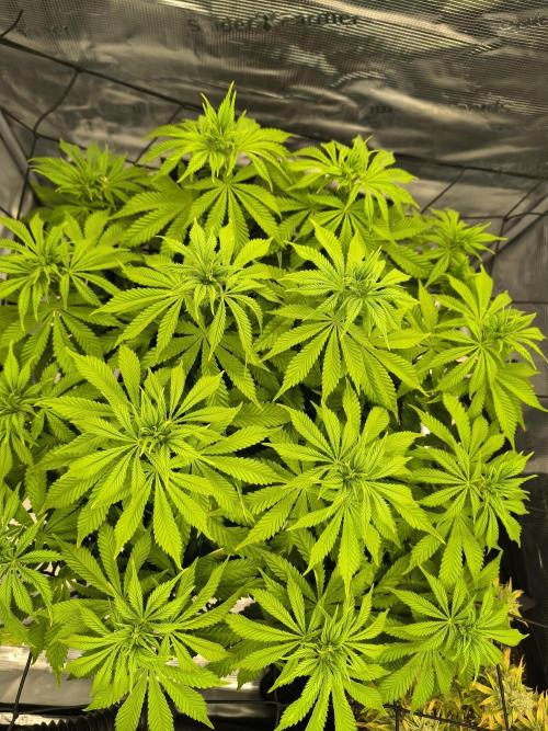SPECIAL QUEEN 1. Week 12