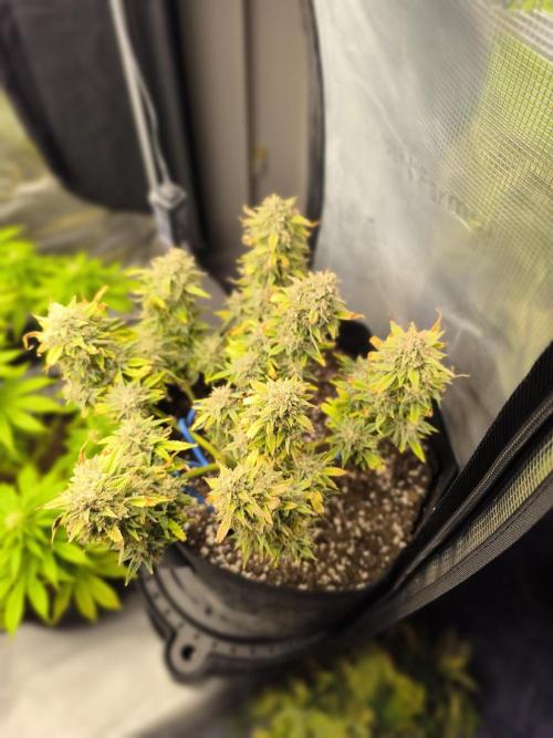 ALL GAS OG AUTO II.. Week 13