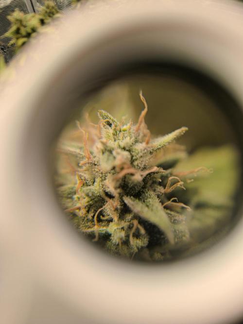 ALL GAS OG AUTO II.. Week 13