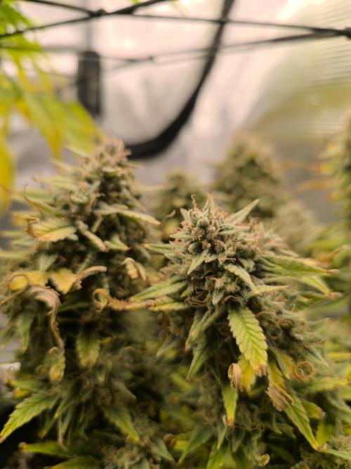 ALL GAS OG AUTO II.. Week 13