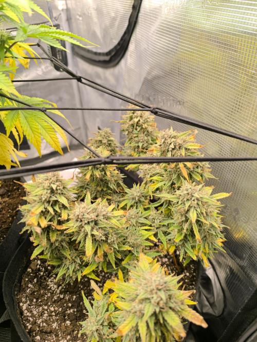 ALL GAS OG AUTO II.. Week 13